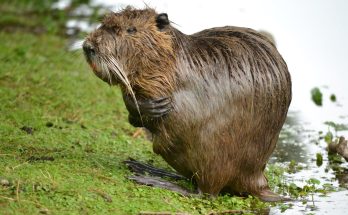 Photo Giant beaver