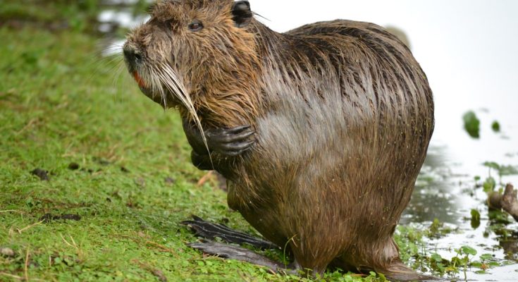 Photo Giant beaver